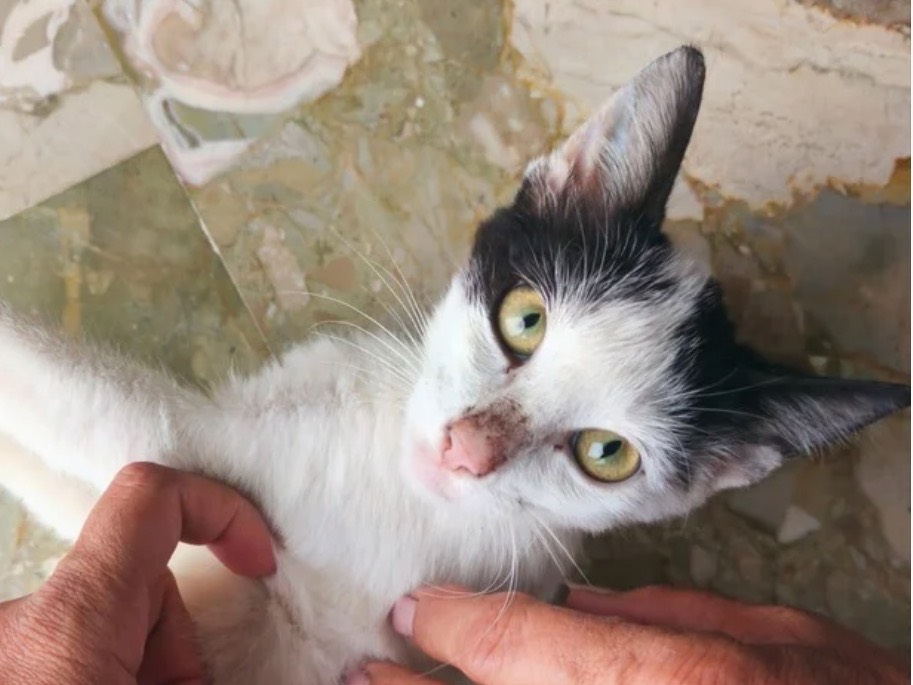Adozione gatto, maschio, Razza sconosciuta Razza sconosciuta, 3 mesi, taglia non valida, Trapani