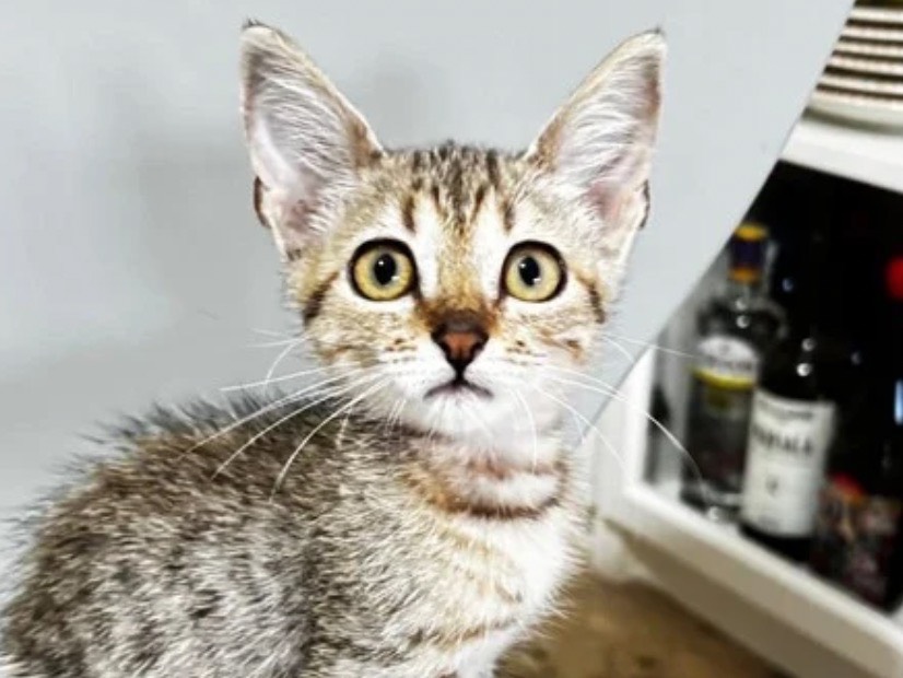 Adozione gatto, femmina, Razza sconosciuta Razza sconosciuta, 2 mesi, taglia non valida, Trapani