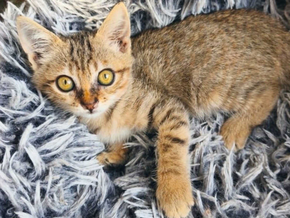 Adozione gatto, femmina, Razza sconosciuta Razza sconosciuta, 2 mesi, taglia non valida, Trapani