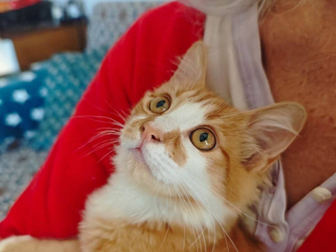 Adozione gatto, maschio, Razza sconosciuta Razza sconosciuta, 3 mesi, taglia non valida, Crotone