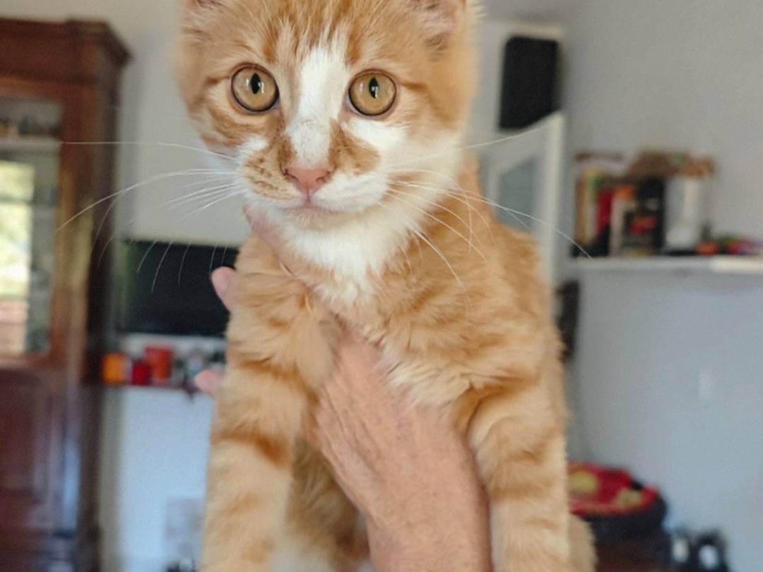Adotta un gatto, maschio, 3 mesi, Crotone