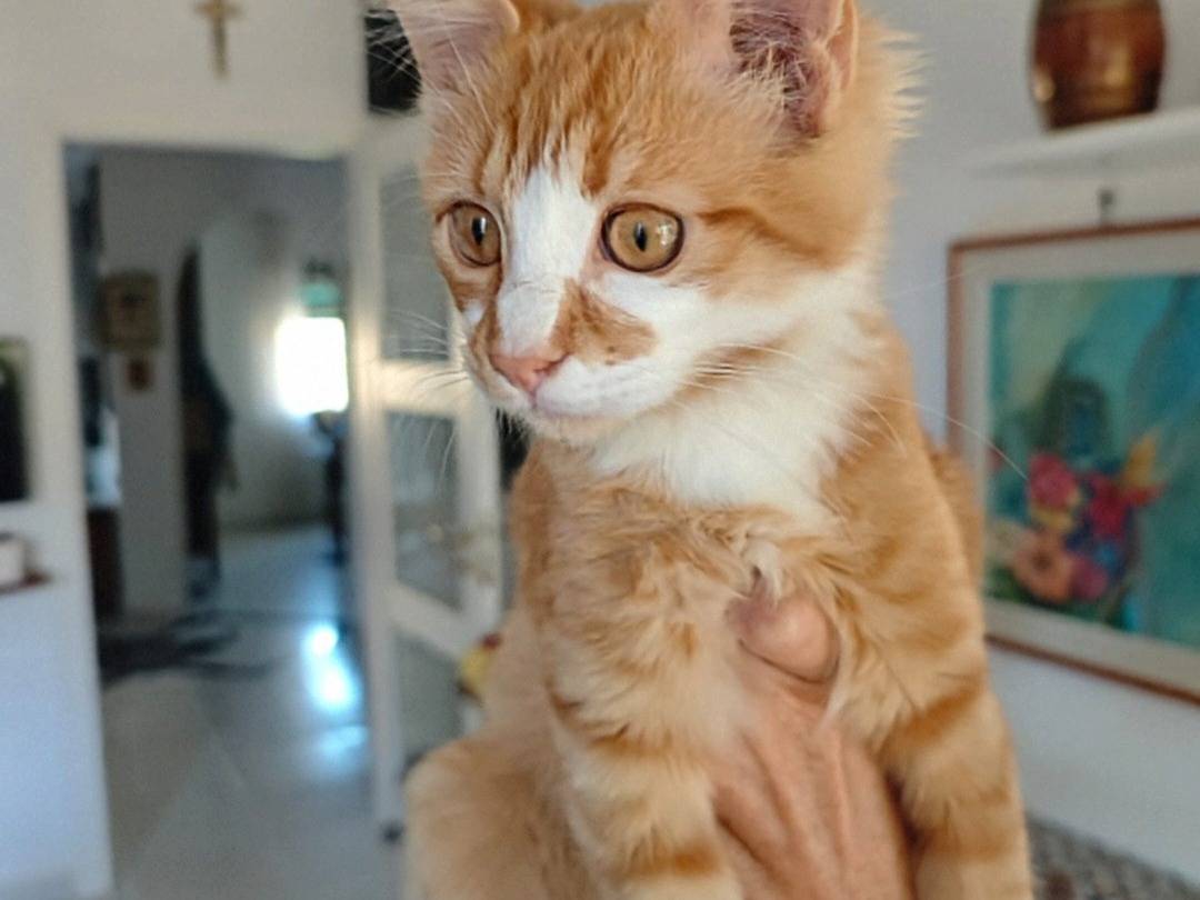 Adotta un gatto, taglia non valida, maschio, Crotone
