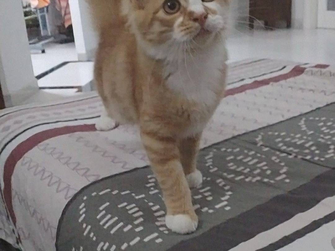 Vuoi adottare un gatto a Crotone?