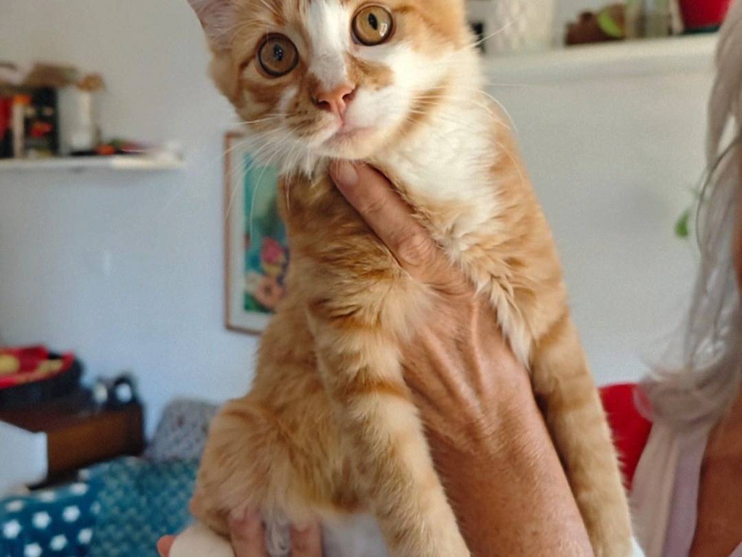 Adotta il gatto Simba  a Crotone