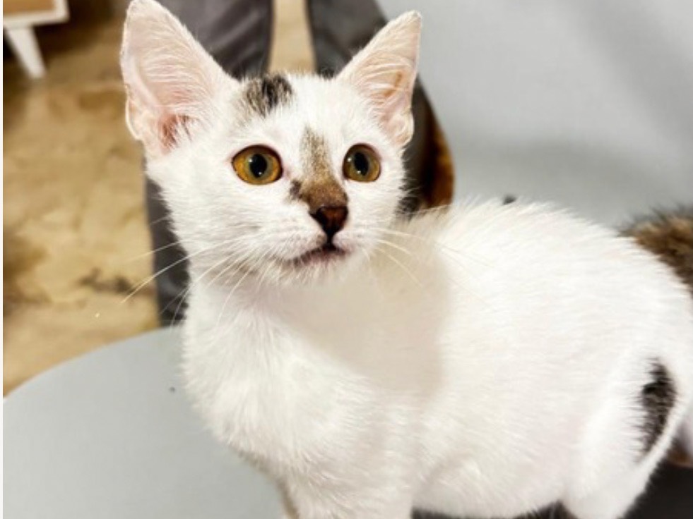 Adozione gatto, femmina, Razza sconosciuta Razza sconosciuta, 2 mesi, taglia non valida, Trapani
