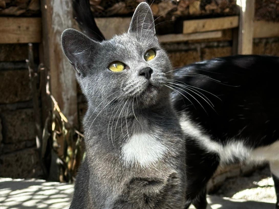 Adozione gatto, femmina, Razza sconosciuta Razza sconosciuta, 2 anni e 2 mesi, taglia non valida, Latina