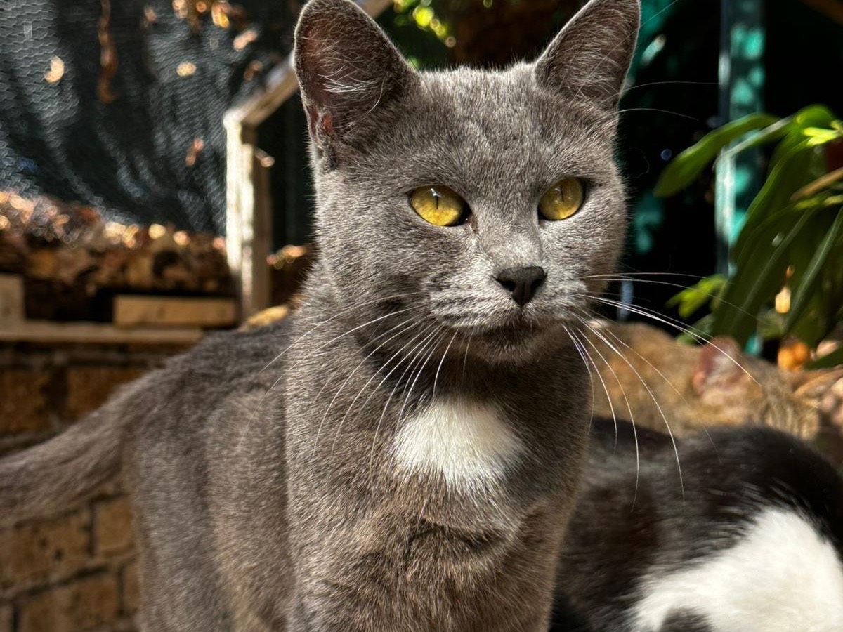 Adotta un gatto, femmina, 2 anni e 2 mesi, Latina