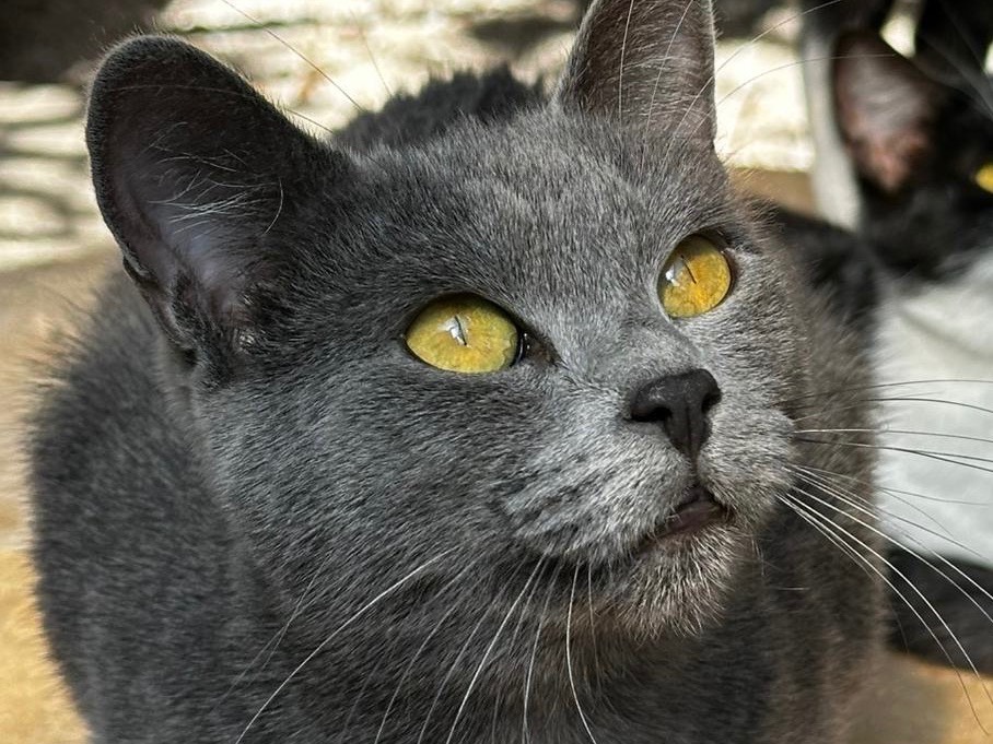 Adotta un gatto, taglia non valida, femmina, Latina