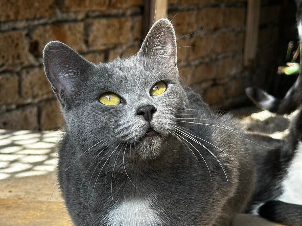 Vuoi adottare un gatto a Latina?