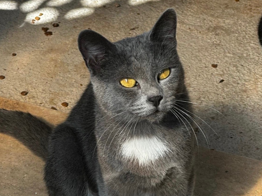 Adotta il gatto Nike a Latina