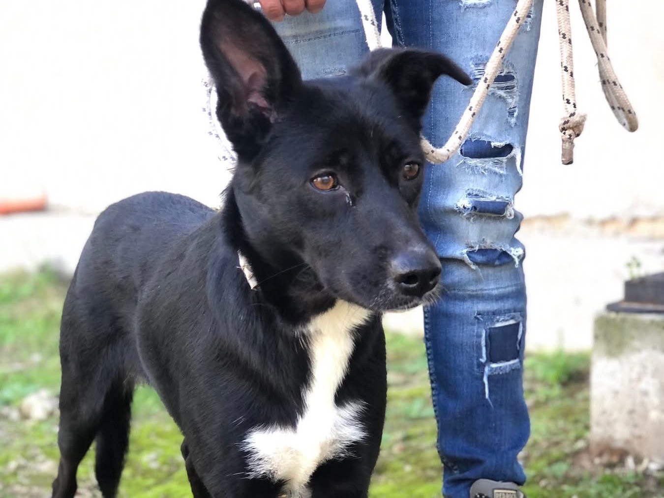 Adotta il cane Pepita a Latina