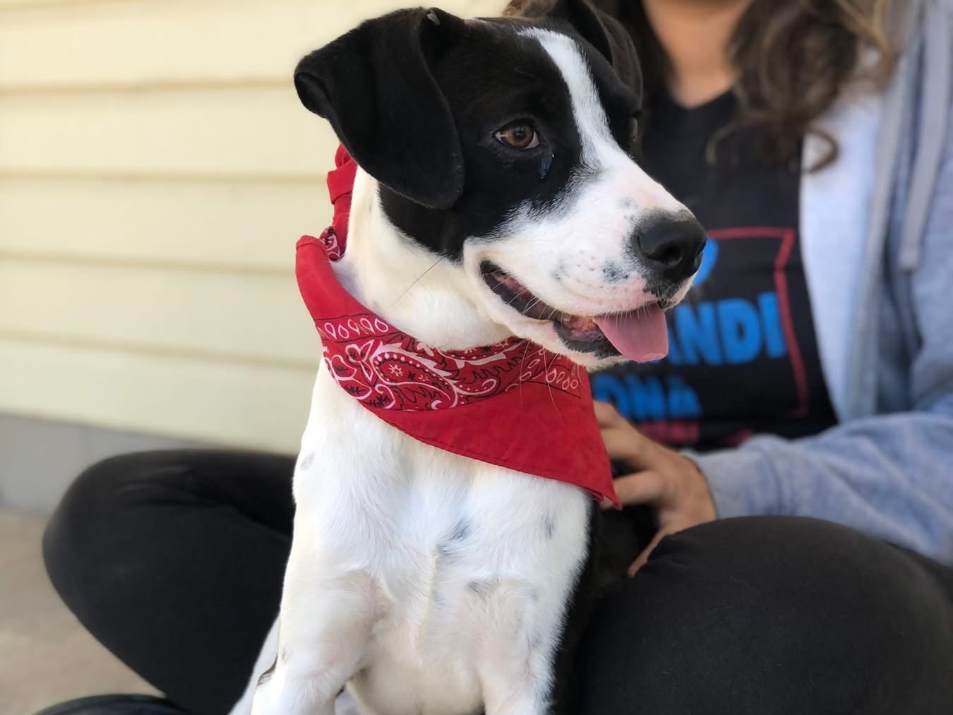 Adotta il cane Lilith a Latina