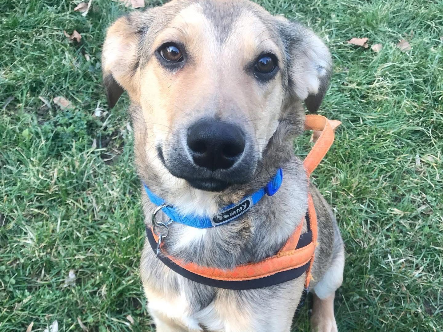 Adozione cane, maschio, Razza sconosciuta Razza sconosciuta, 4 anni, taglia media, Pescara