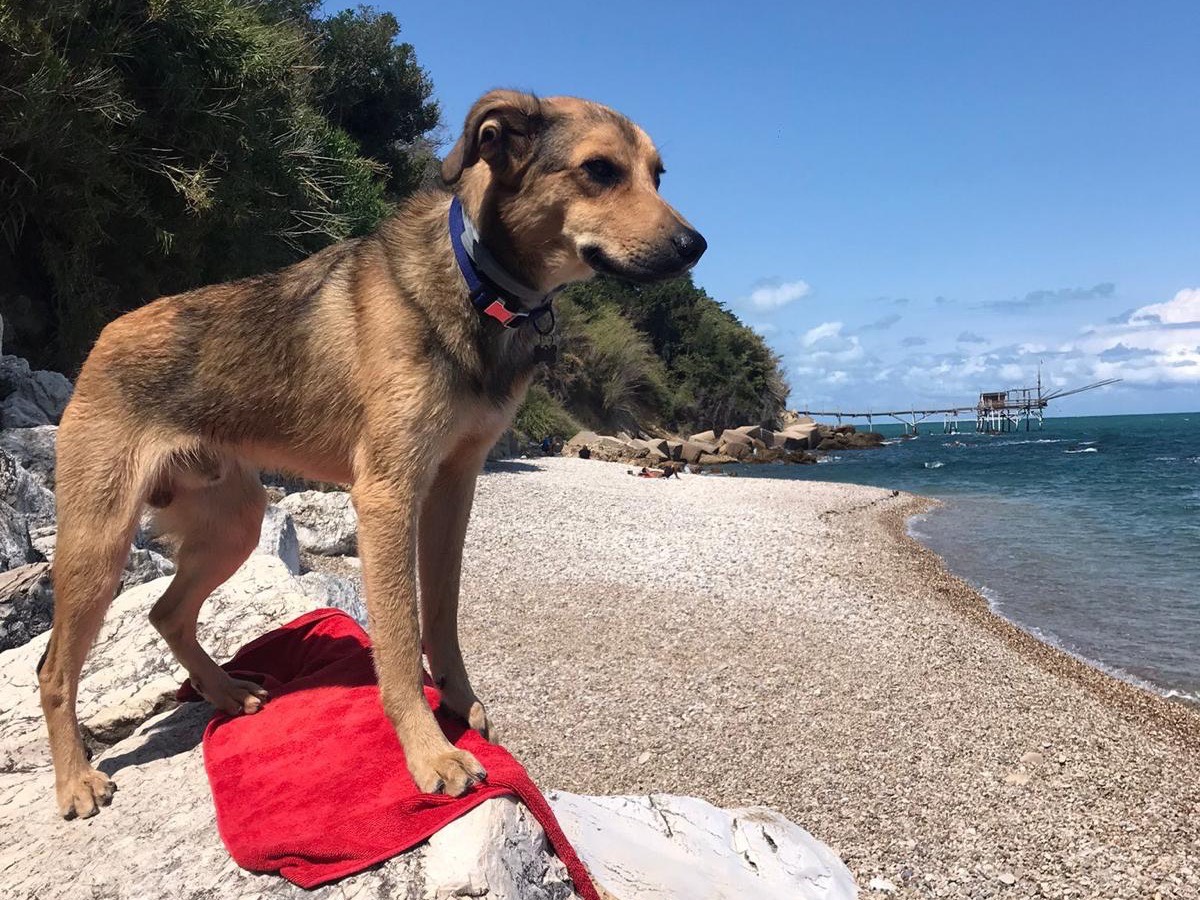 Adotta un cane, maschio, 4 anni, Pescara