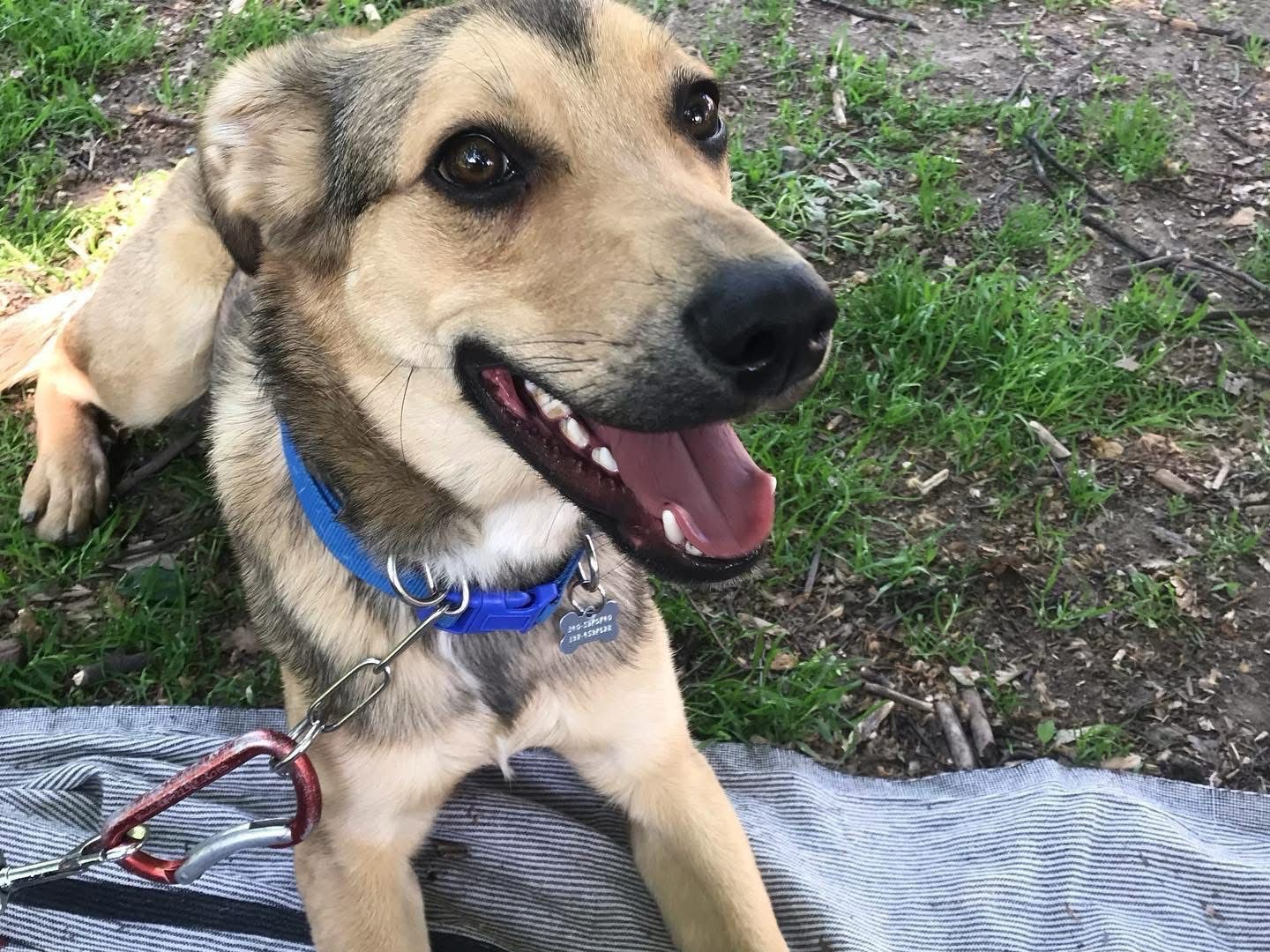 Adotta un cane, taglia media, maschio, Pescara