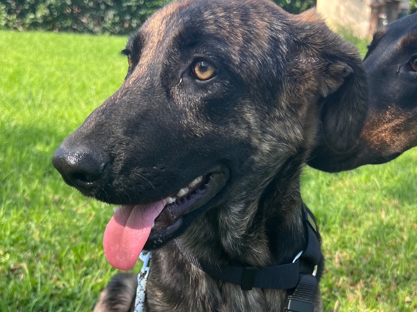 Adozione cane, femmina, Razza sconosciuta Pastore tedesco, 6 mesi, taglia media, Lecco