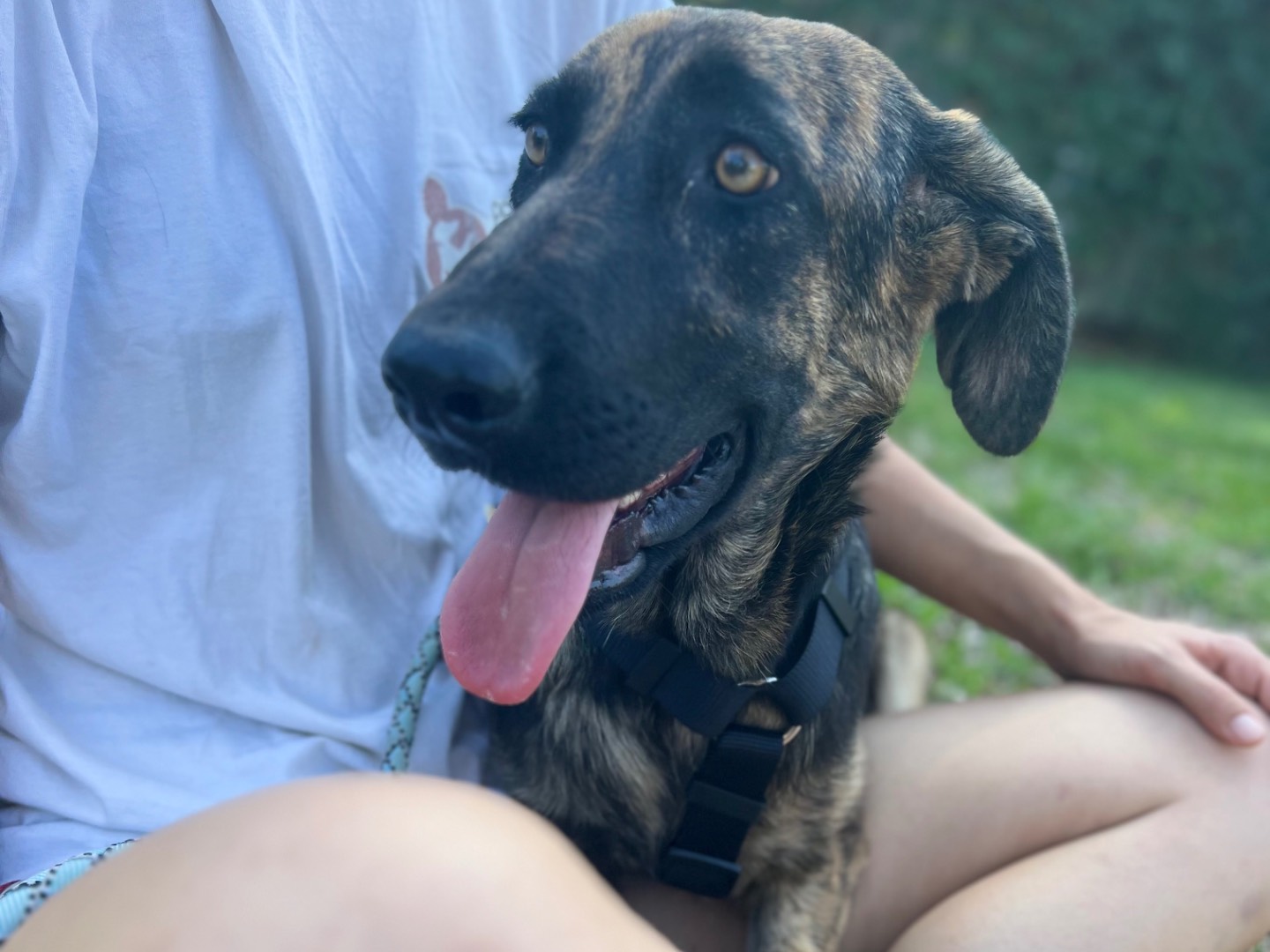 Adotta un cane, femmina, 6 mesi, Lecco