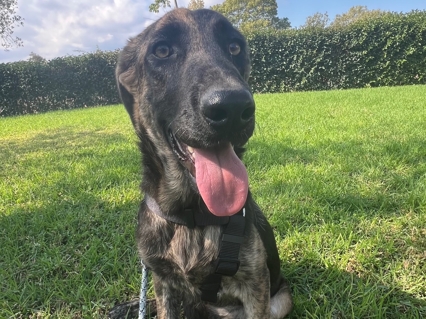 Adotta un cane, taglia media, femmina, Lecco
