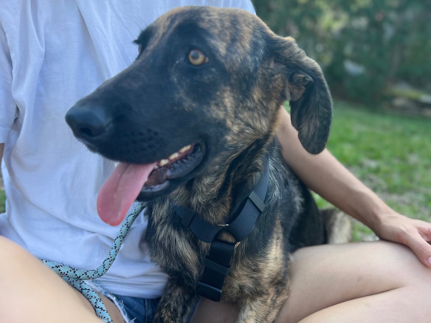 Vuoi adottare un cane a Lecco?