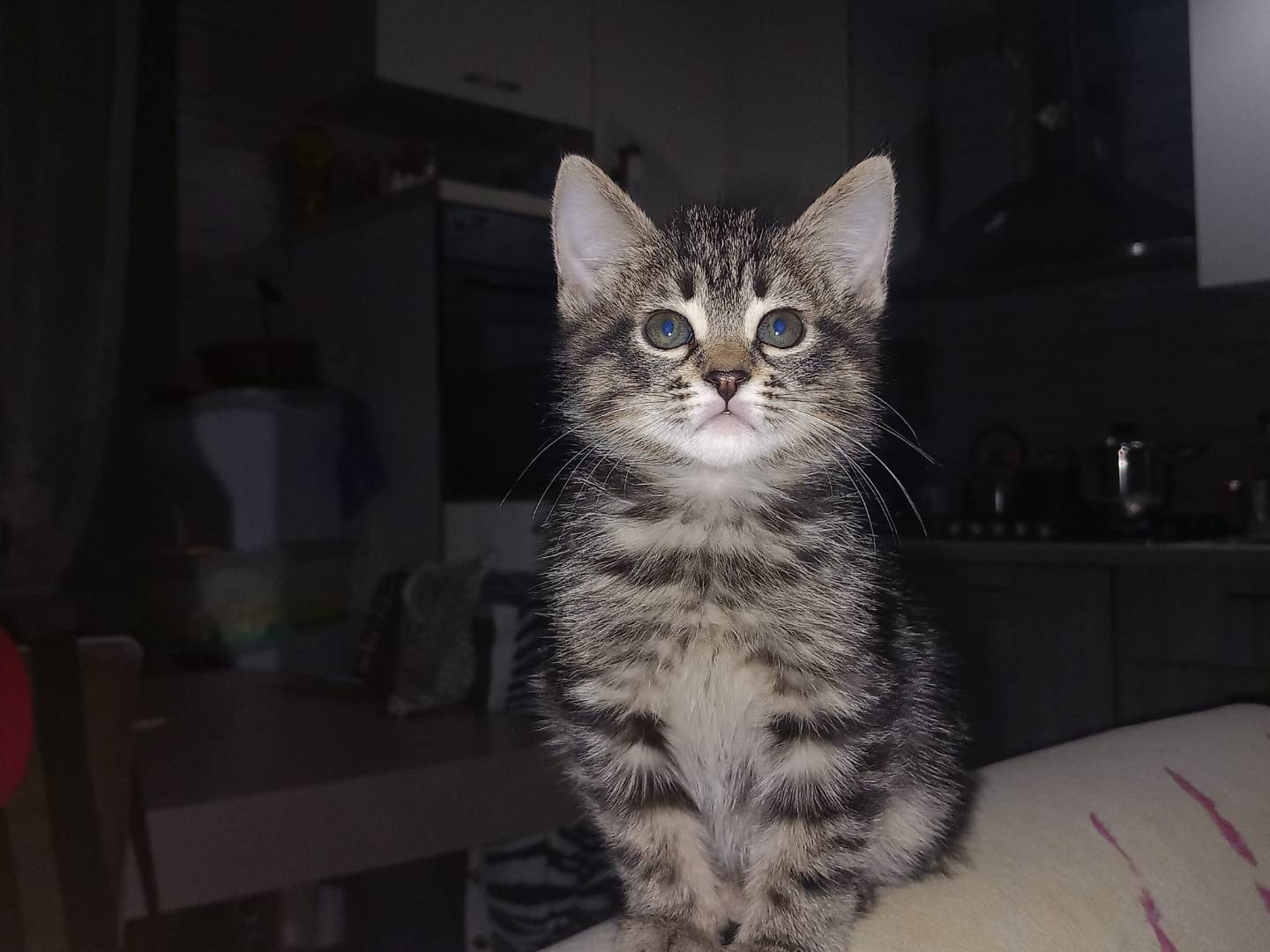Adozione gatto, femmina, Razza sconosciuta Razza sconosciuta, 2 mesi, taglia non valida, Napoli