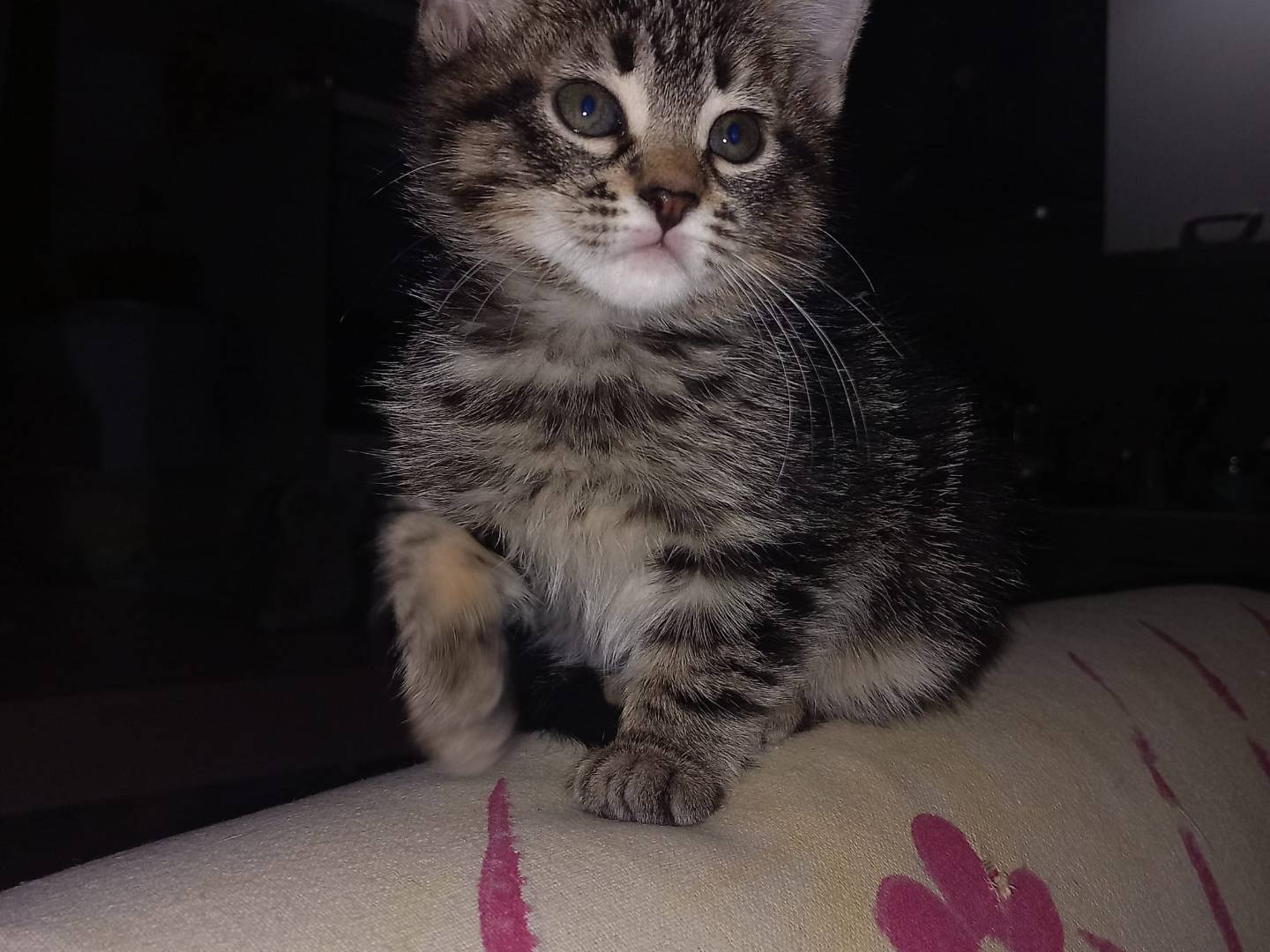 Adotta un gatto, femmina, 2 mesi, Napoli