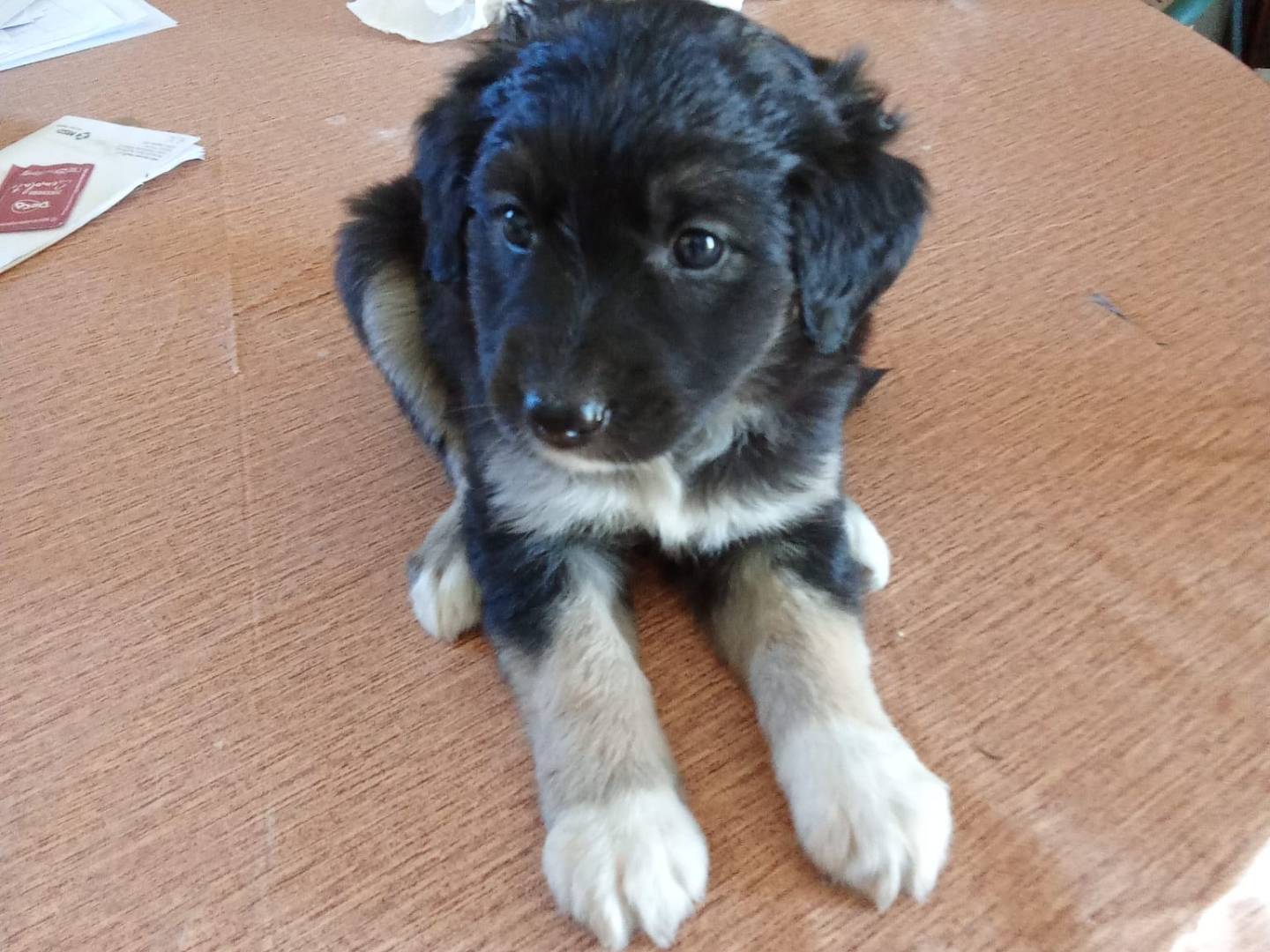 Adozione cane, femmina, Razza sconosciuta Razza sconosciuta, 3 mesi, taglia media, Salerno