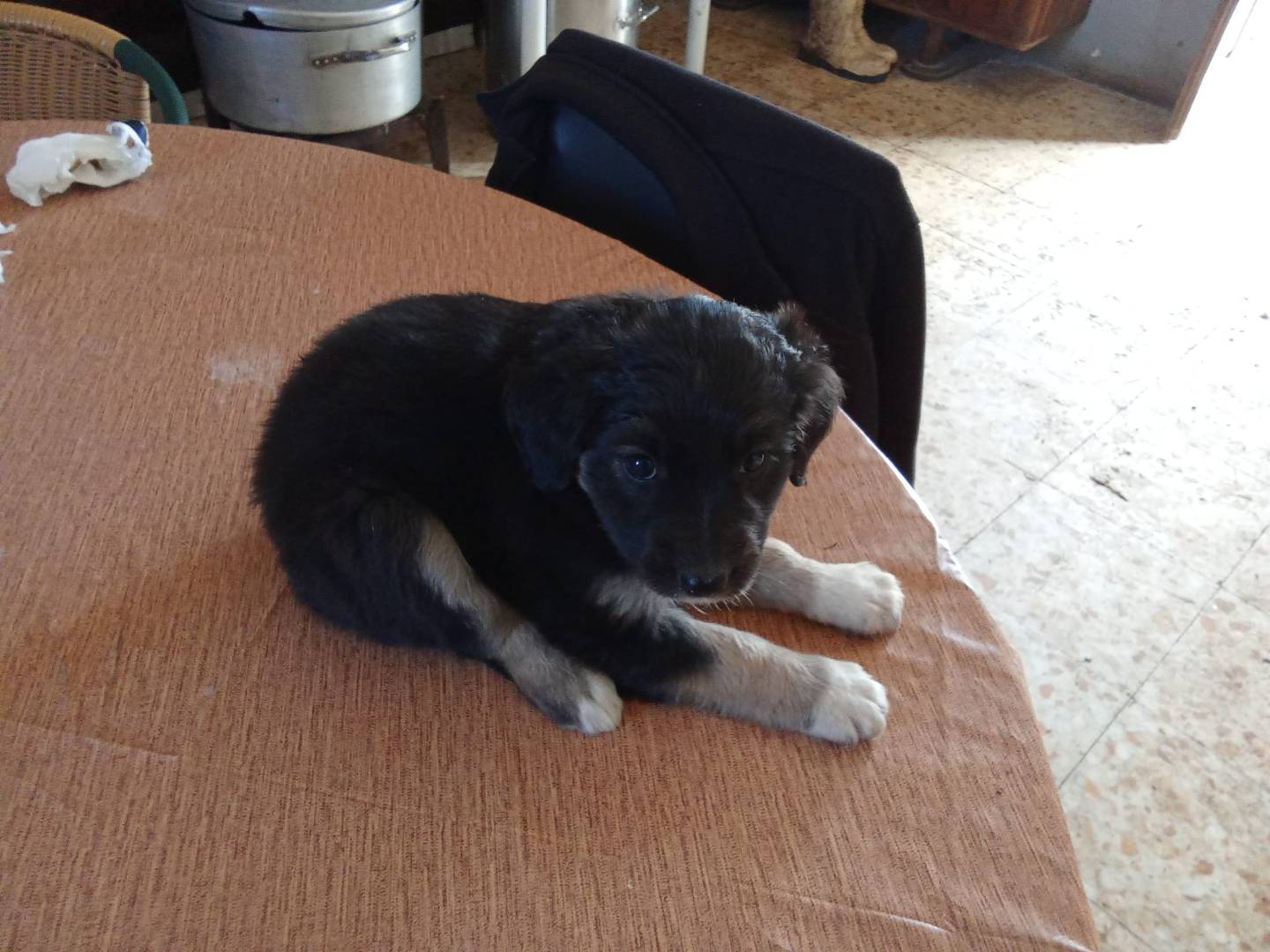 Adotta un cane, femmina, 3 mesi, Salerno