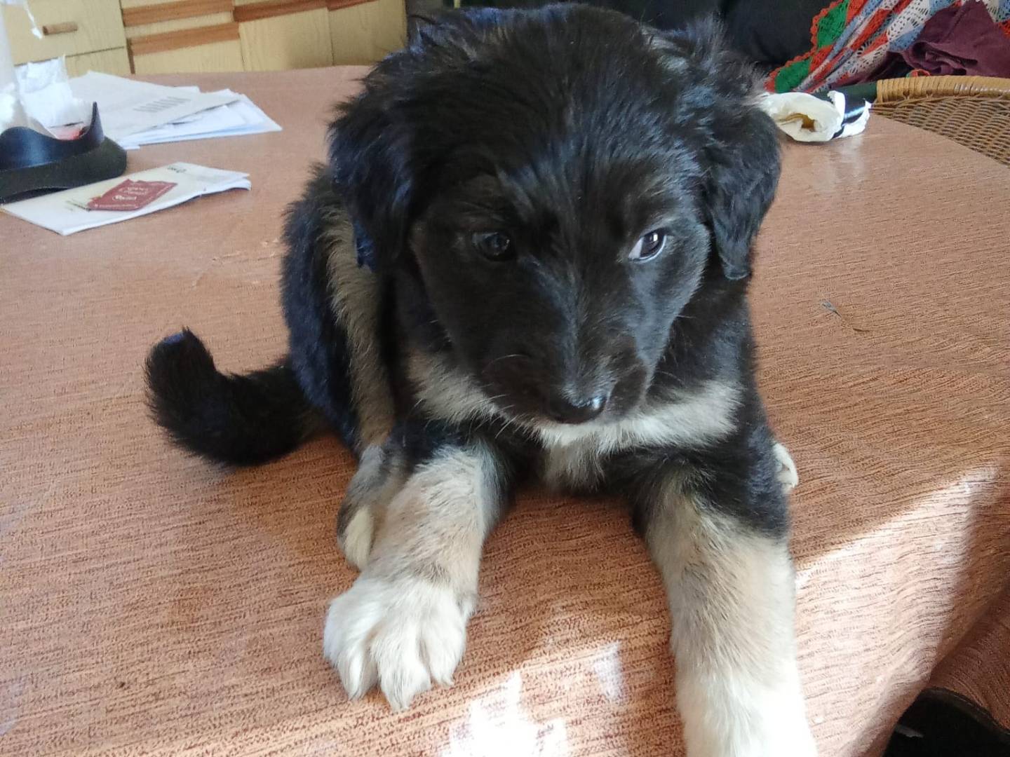 Adotta un cane, taglia media, femmina, Salerno