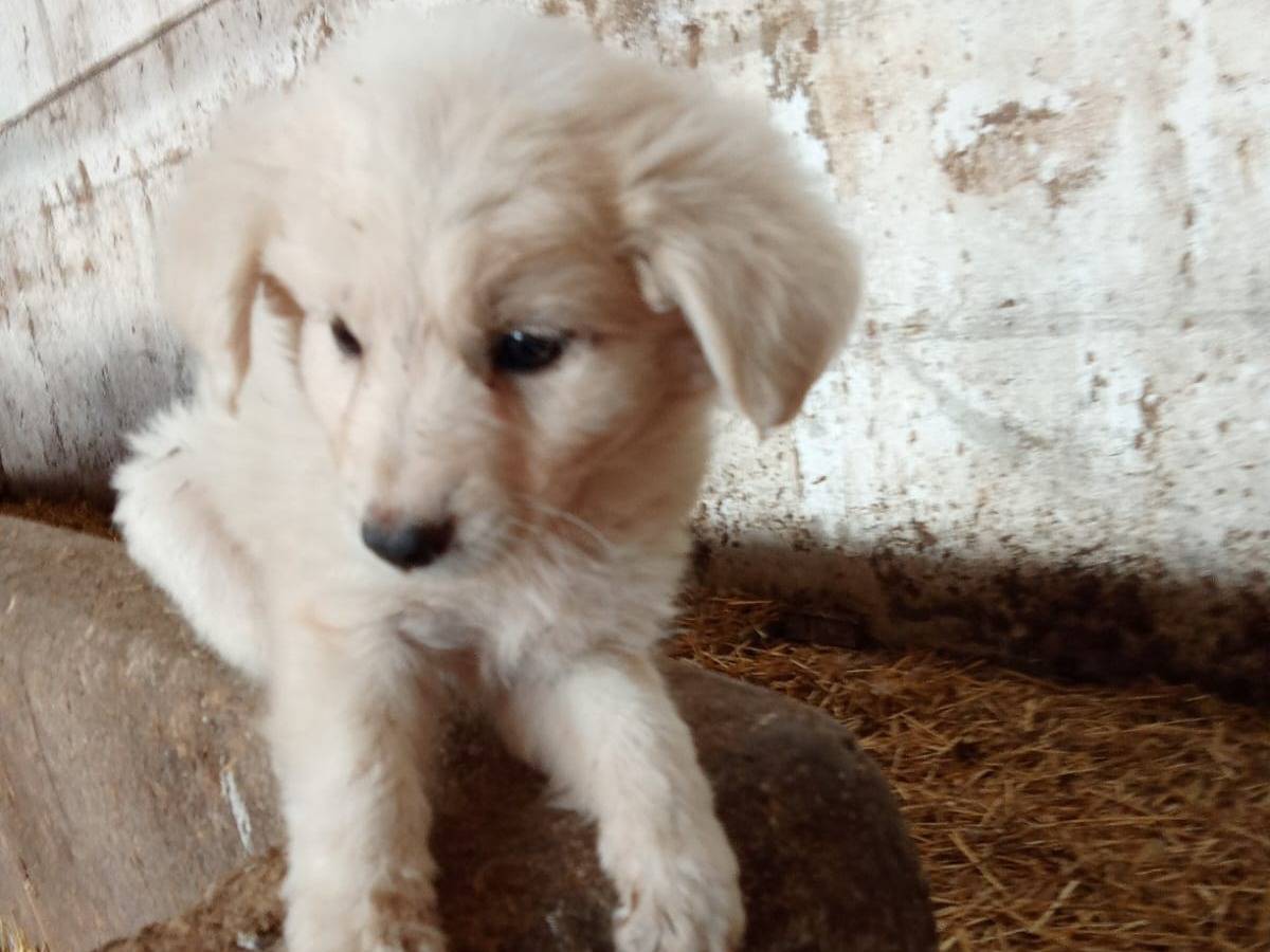 Adozione cane, maschio, Razza sconosciuta Razza sconosciuta, 3 mesi, taglia media, Salerno