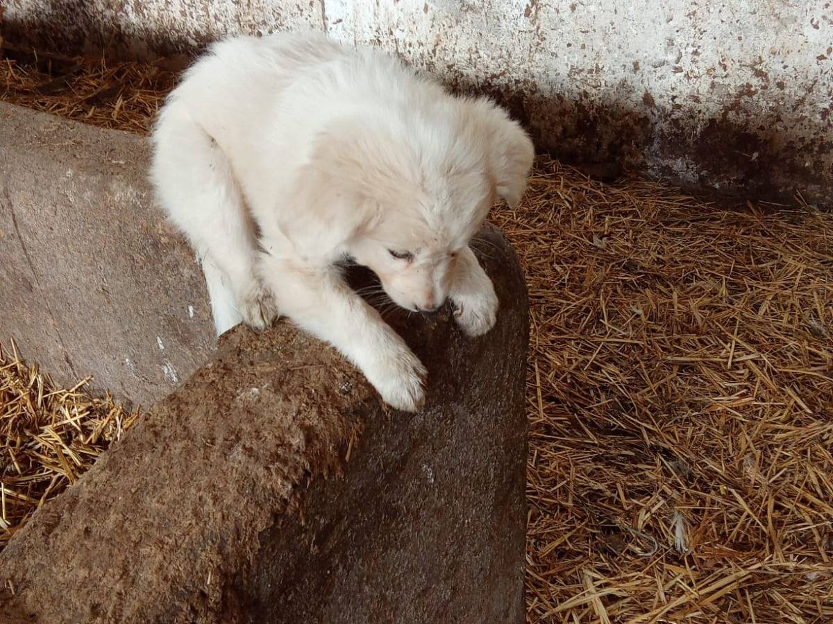 Adotta un cane, maschio, 3 mesi, Salerno