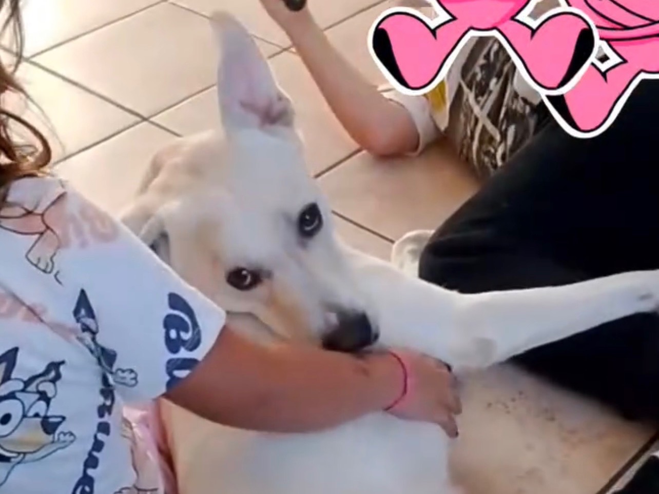 Adozione cane, maschio, Razza sconosciuta Razza sconosciuta, 1 anno e 6 mesi, taglia media, Bergamo
