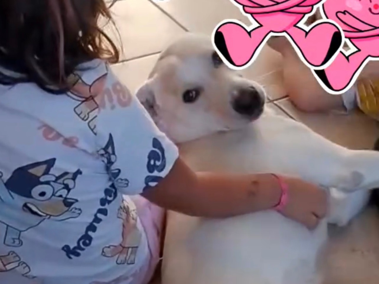 Adotta un cane, maschio, 1 anno e 6 mesi, Bergamo