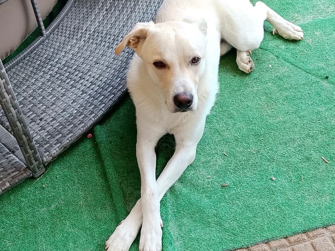 Adotta un cane, taglia media, maschio, Bergamo