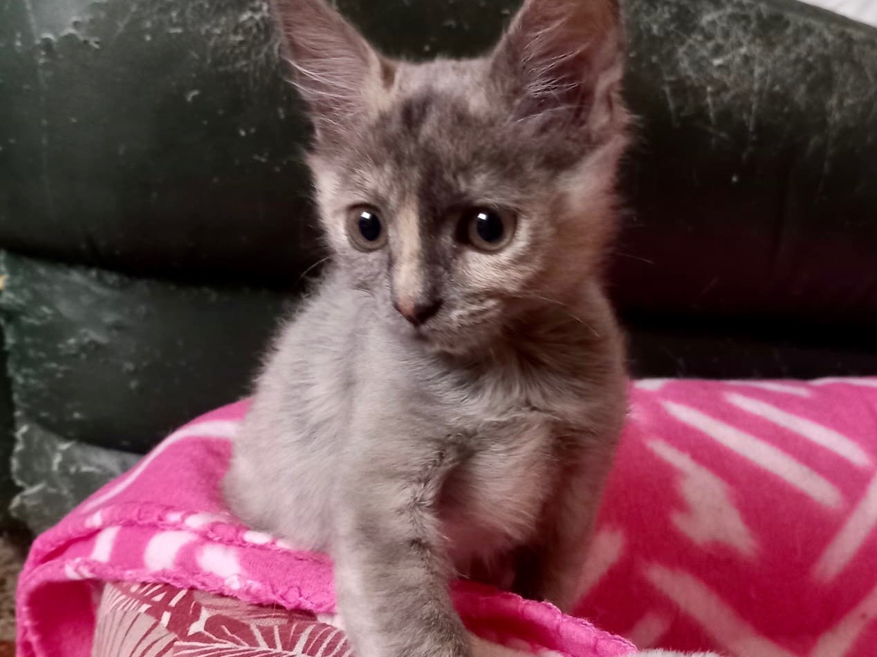 Adozione gatto, femmina, Razza sconosciuta Razza sconosciuta, 1 mesi, taglia non valida, Latina