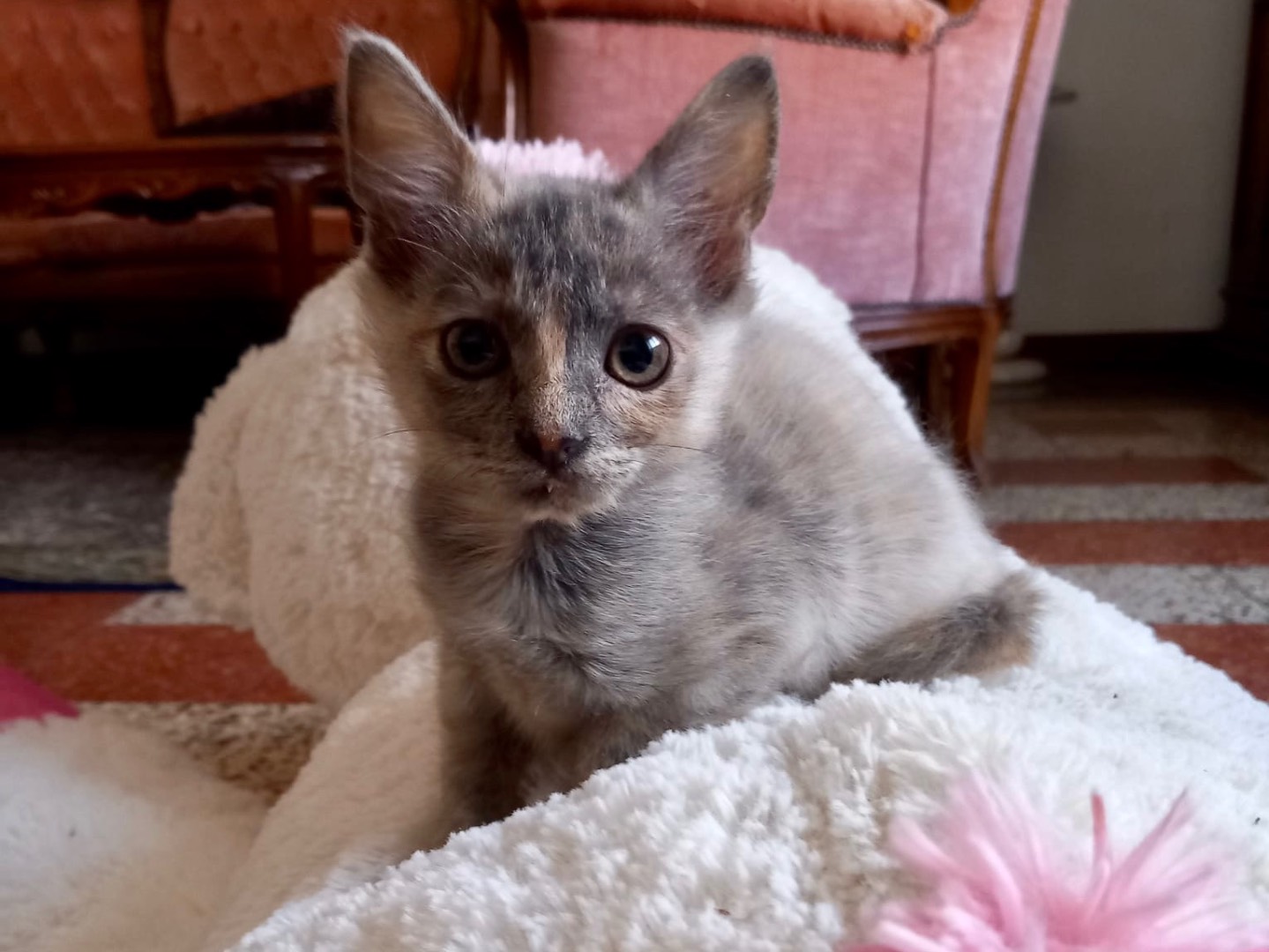 Adotta un gatto, femmina, 1 mesi, Latina