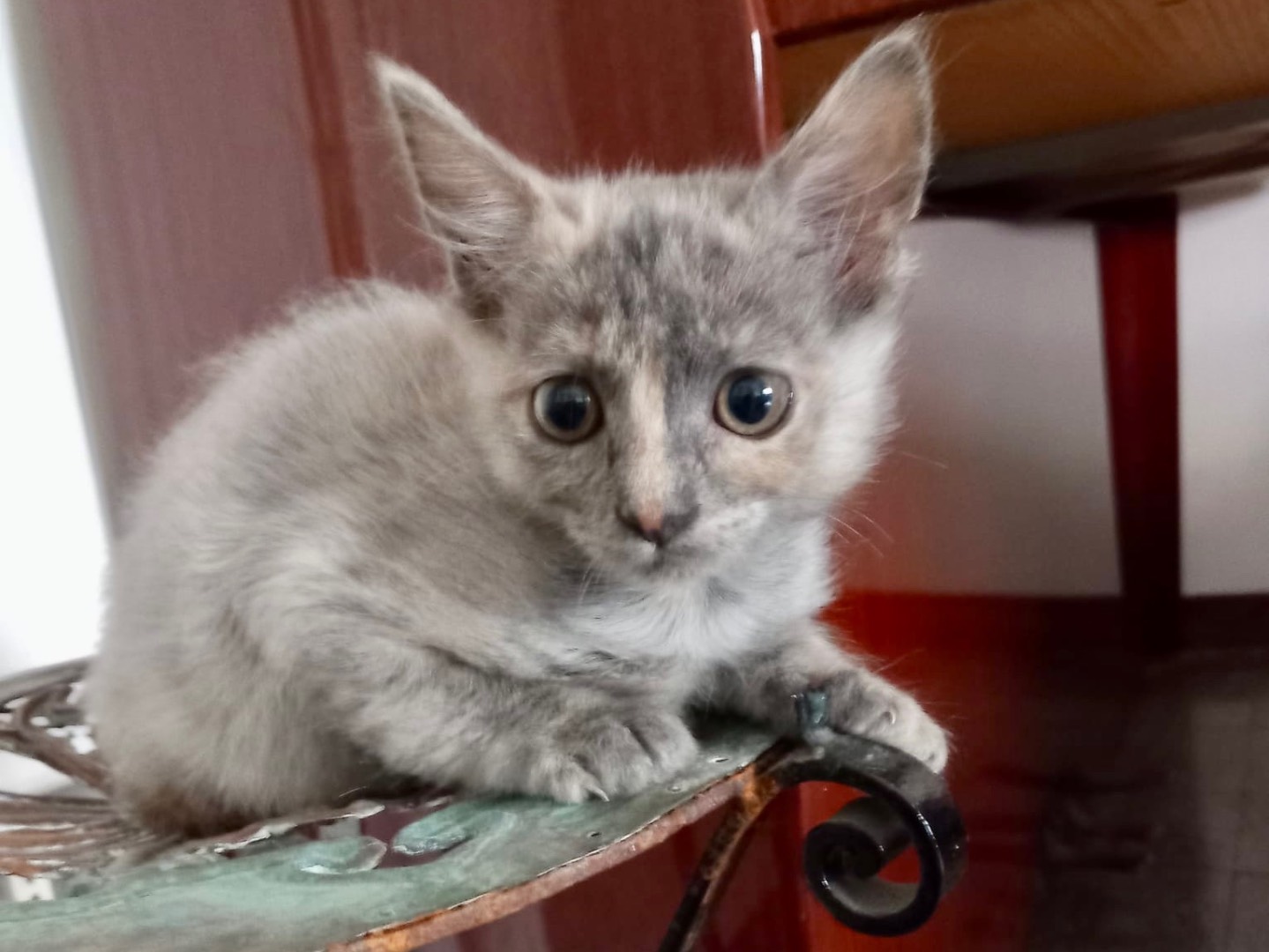 Adotta un gatto, taglia non valida, femmina, Latina