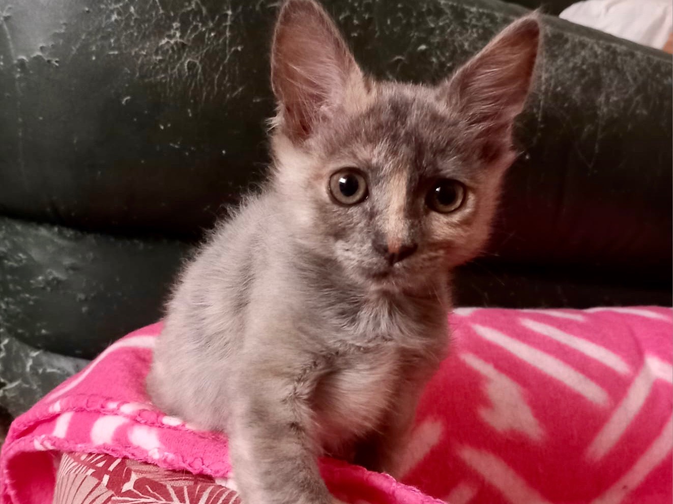 Vuoi adottare un gatto a Latina?