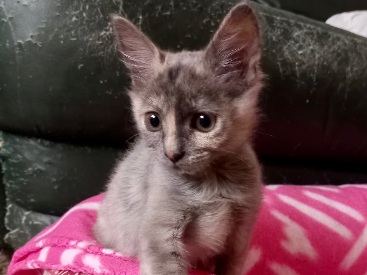 Adotta il gatto Molly a Latina