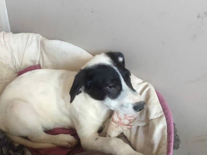 Adozione cane, maschio, Razza sconosciuta Razza sconosciuta, 2 mesi, taglia media, Potenza