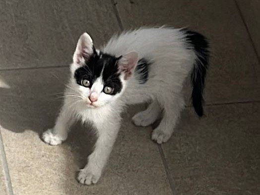 Adozione gatto, femmina, Razza sconosciuta Razza sconosciuta, 2 mesi, taglia non valida, Salerno