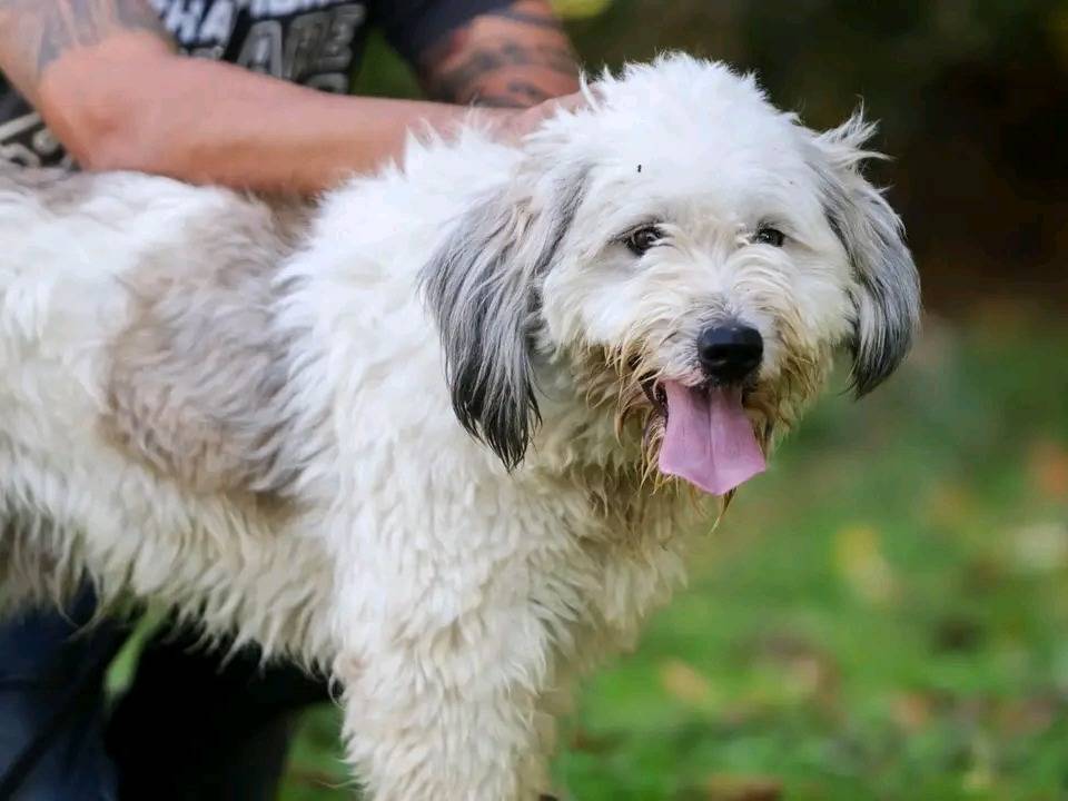 Adozione cane, maschio, Razza sconosciuta Razza sconosciuta, 3 anni e 5 mesi, taglia media, Cremona