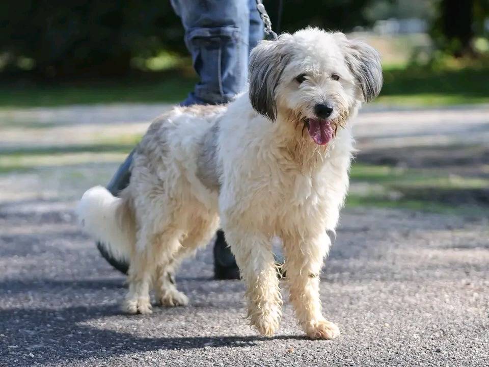 Adotta un cane, maschio, 3 anni e 5 mesi, Cremona