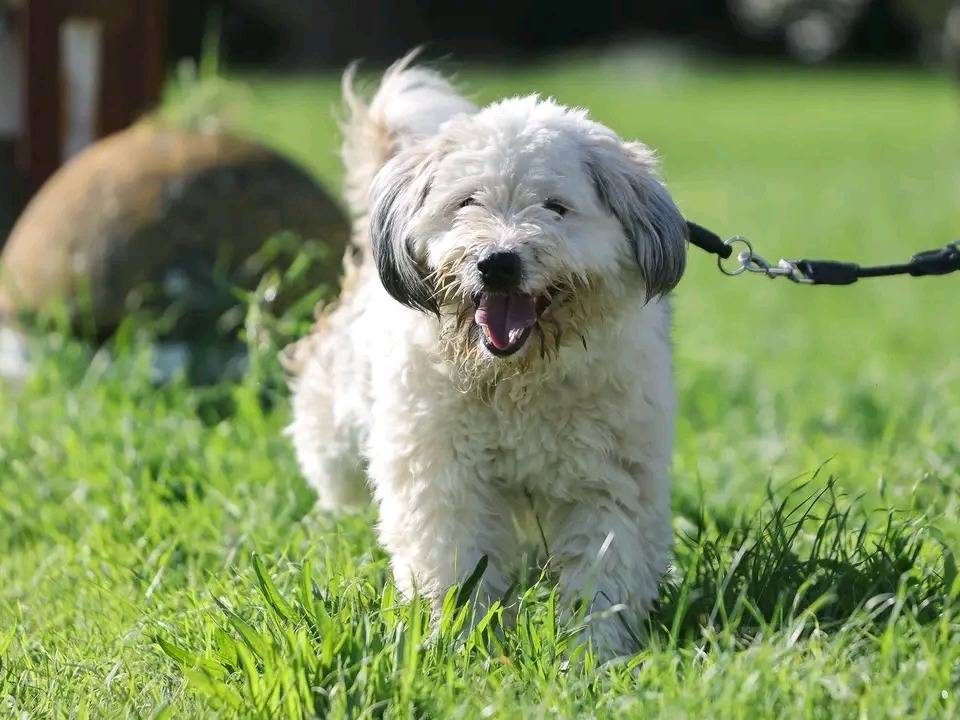 Adotta un cane, taglia media, maschio, Cremona