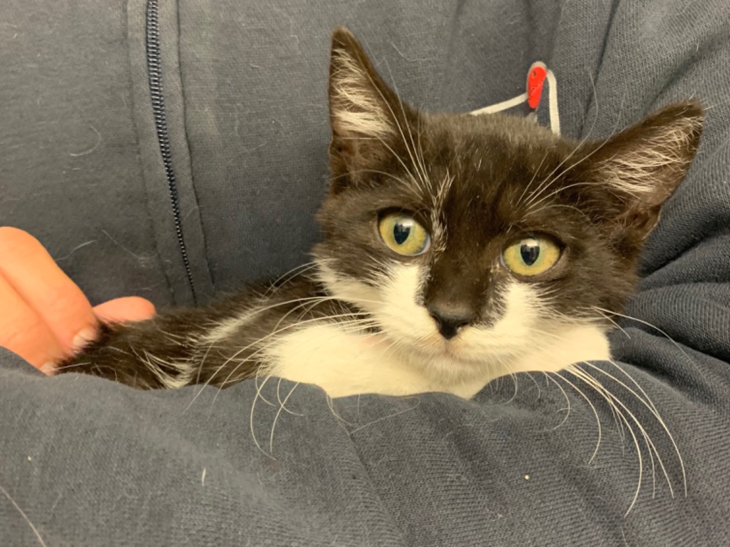 Adozione gatto, maschio, Razza sconosciuta Razza sconosciuta, 2 mesi, taglia non valida, Chieti