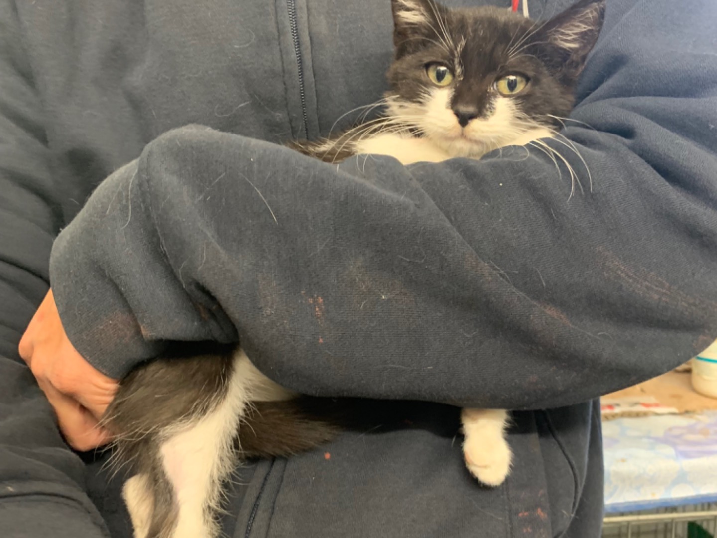 Adotta un gatto, maschio, 2 mesi, Chieti