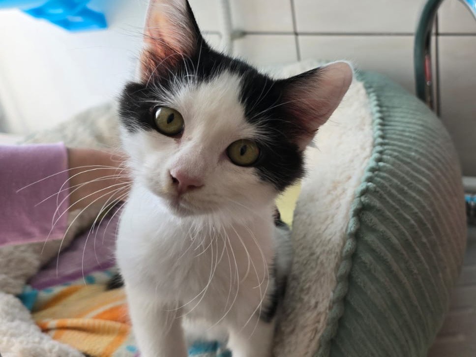 Adozione gatto, maschio, Razza sconosciuta Razza sconosciuta, 3 mesi, taglia non valida, Chieti