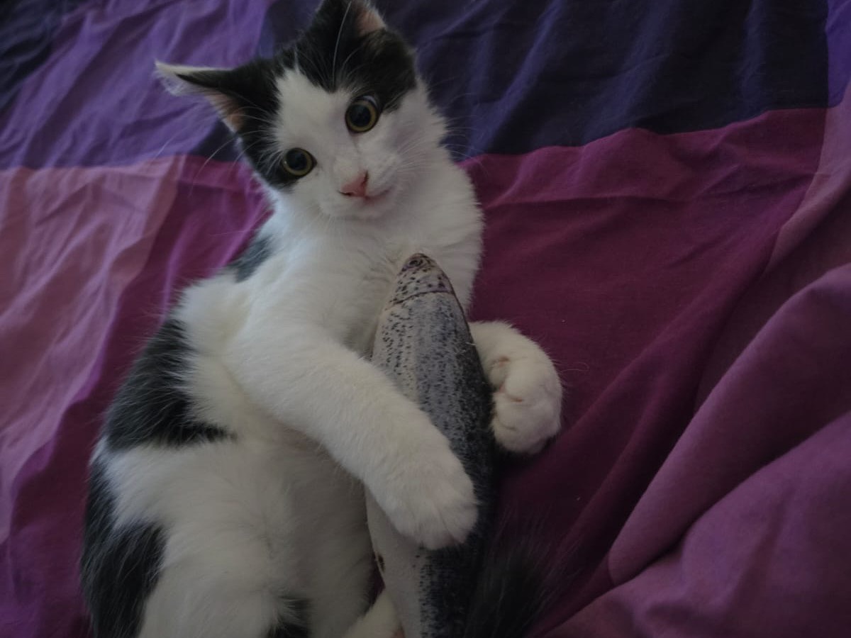Adotta un gatto, maschio, 3 mesi, Chieti