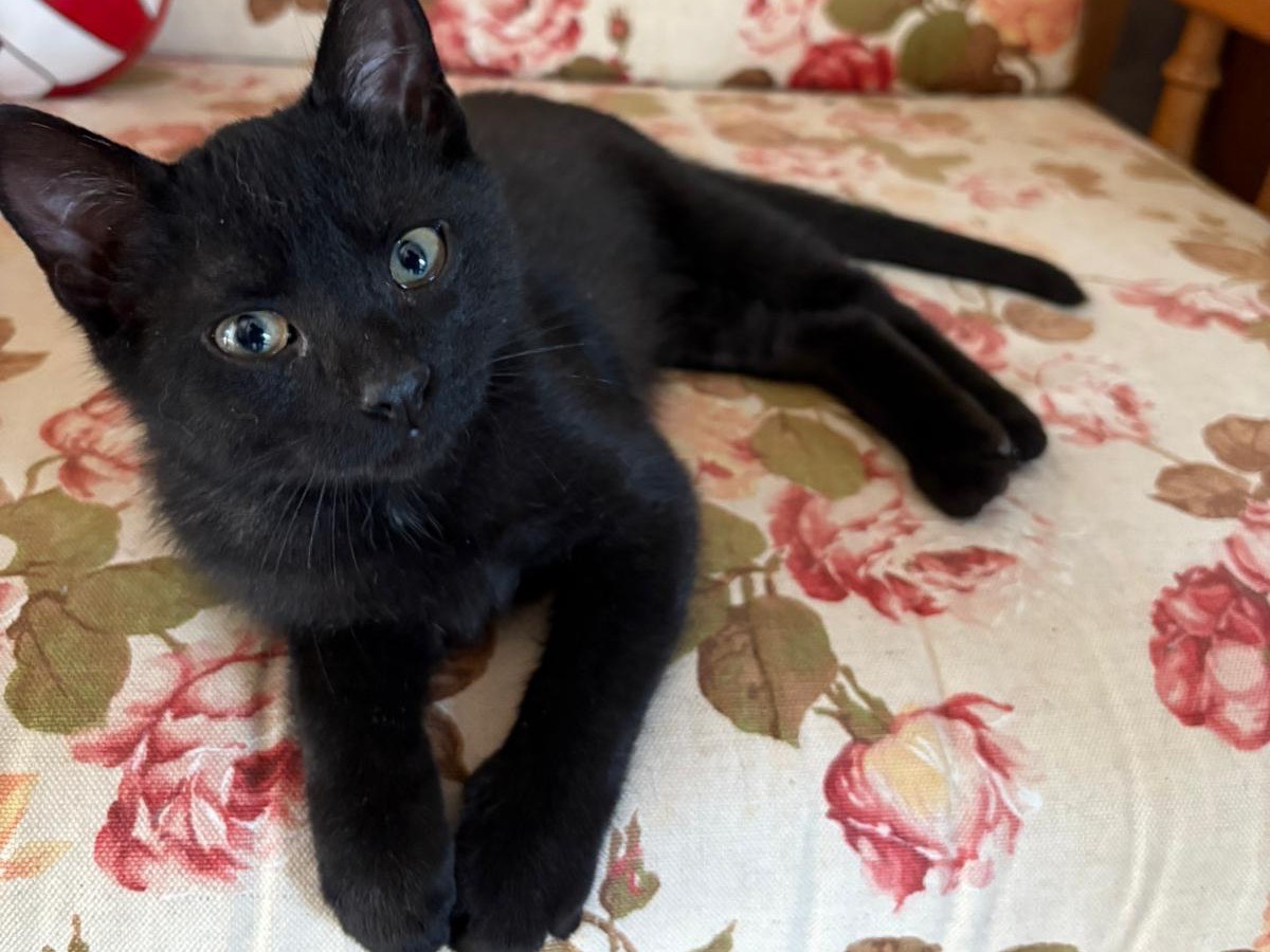 Adozione gatto, maschio, Razza sconosciuta Razza sconosciuta, 2 mesi, taglia non valida, Chieti