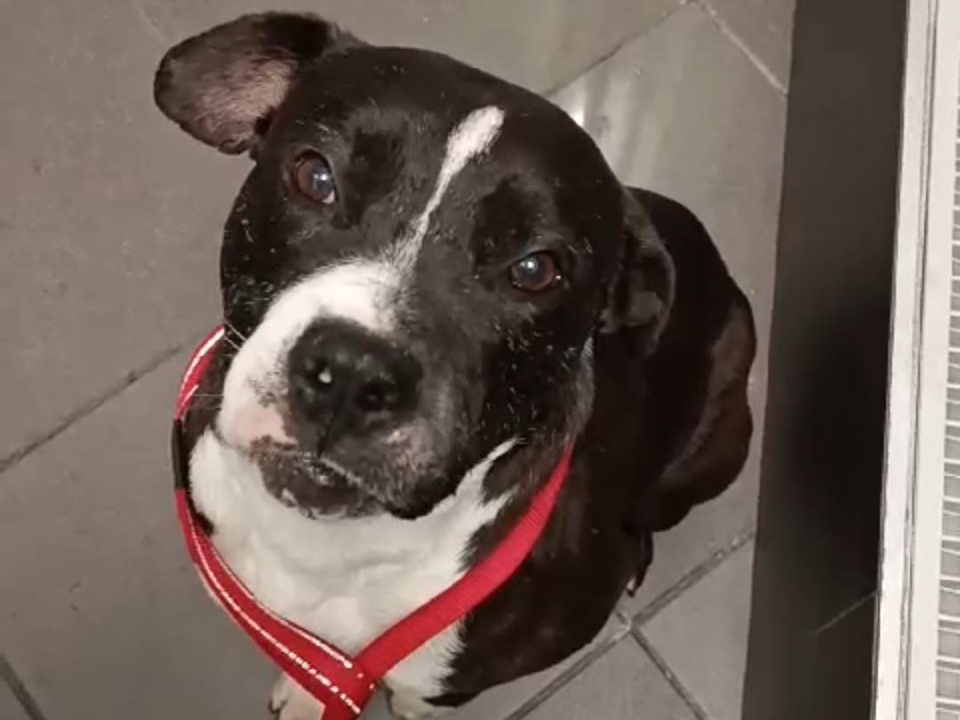 Adozione cane, maschio, Pitbull Razza sconosciuta, 7 anni e 10 mesi, taglia grande, Bari