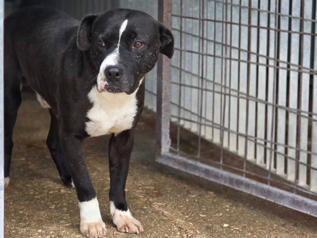 Adotta un cane, taglia grande, maschio, Bari